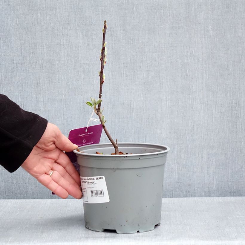 Spécimen de Amelanchier alnifolia GreatBerry Aroma Pot de 3L/4L tel que livré au printemps