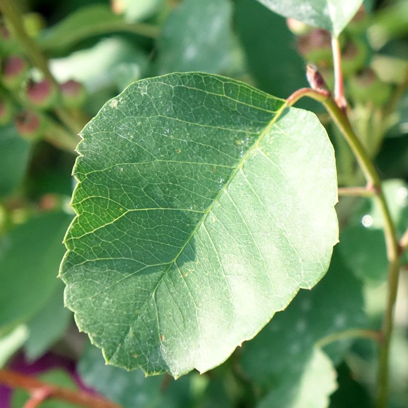 Amelanchier alnifolia GreatBerry Farm (Foliage)