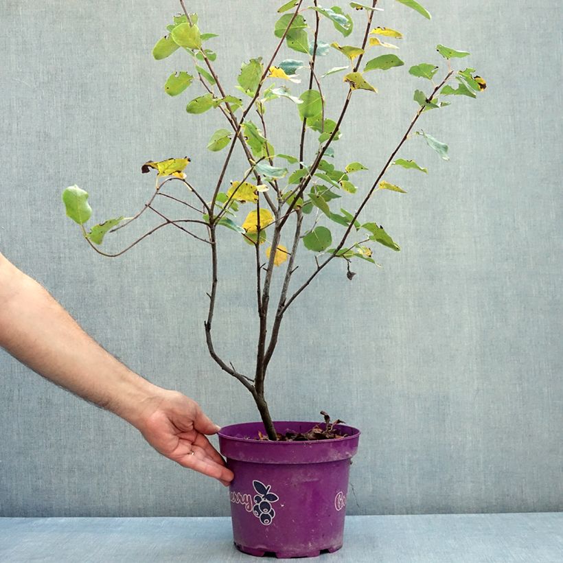Spécimen de Amelanchier alnifolia GreatBerry Fruity Pot de 4L/5L tel que livré en été