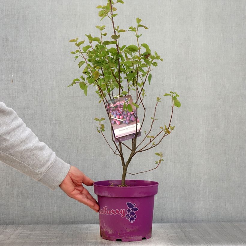 Spécimen de Amelanchier alnifolia Greatberry Garden ou Northline Pot de 3L/4L, Touffe tel que livré au printemps