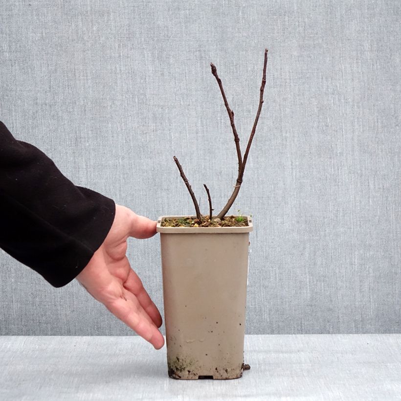 Spécimen de Amélanchier alnifolia Martin - Amélanchier à feuilles d'aulne Pot de 1,5L/2L, Touffe tel que livré en hiver