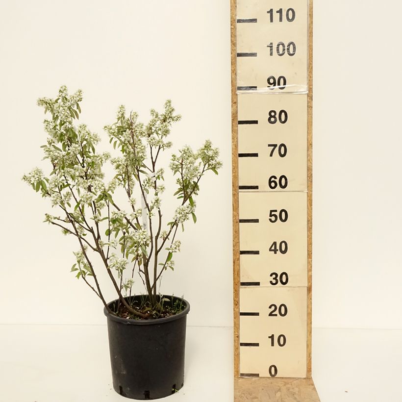 Spécimen de Amelanchier alnifolia Saskatoon Berry Pot de 12L/15L tel que livré au printemps