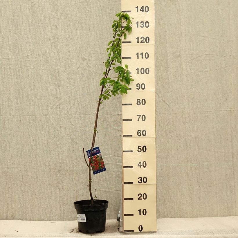 Spécimen de Amelanchier canadensis October Flame - Amélanchier du Canada Pot de 4L/5L tel que livré au printemps