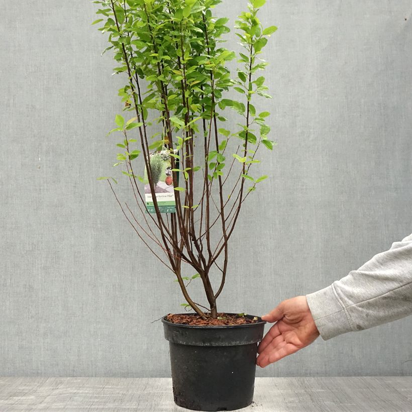 Spécimen de Amelanchier canadensis Rainbow Pillar Pot de 4L/5L tel que livré au printemps