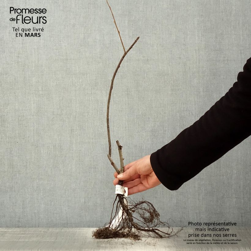 Spécimen de Amelanchier lamarckii - Amélanchier de Lamarck Racines nues tel que livré au printemps