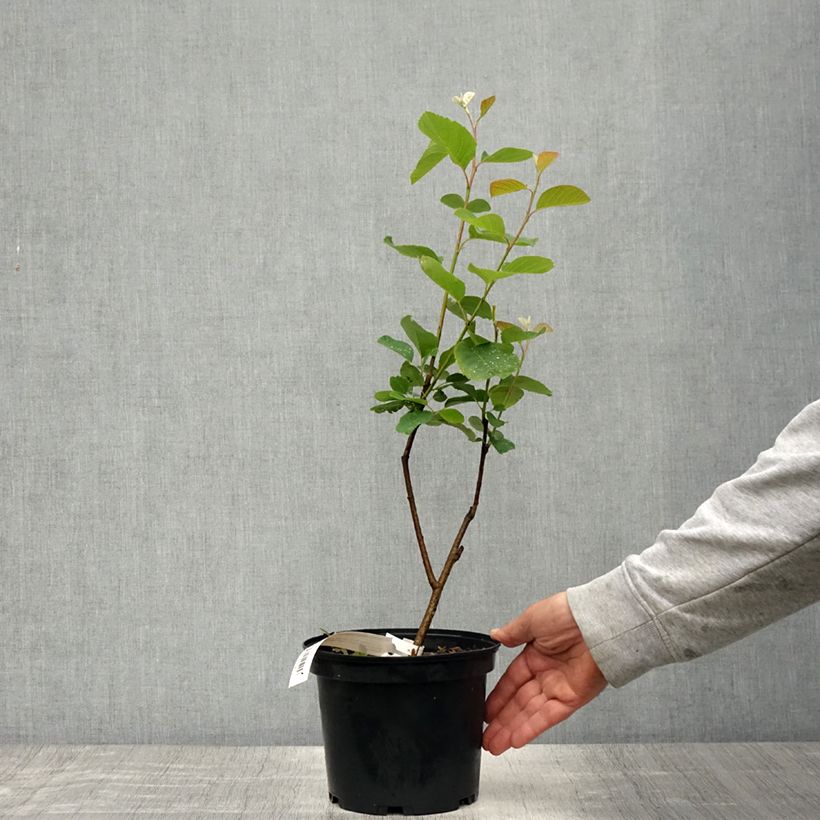 Spécimen de Amelanchier Thiessen Pot de 2L/3L tel que livré au printemps