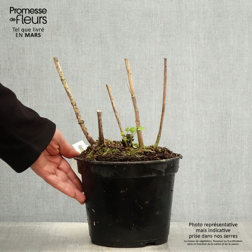 Spécimen de Amicia zygomeris - Amicie à fleurs jaunes. Pot de 4L/5L tel que livré au printemps