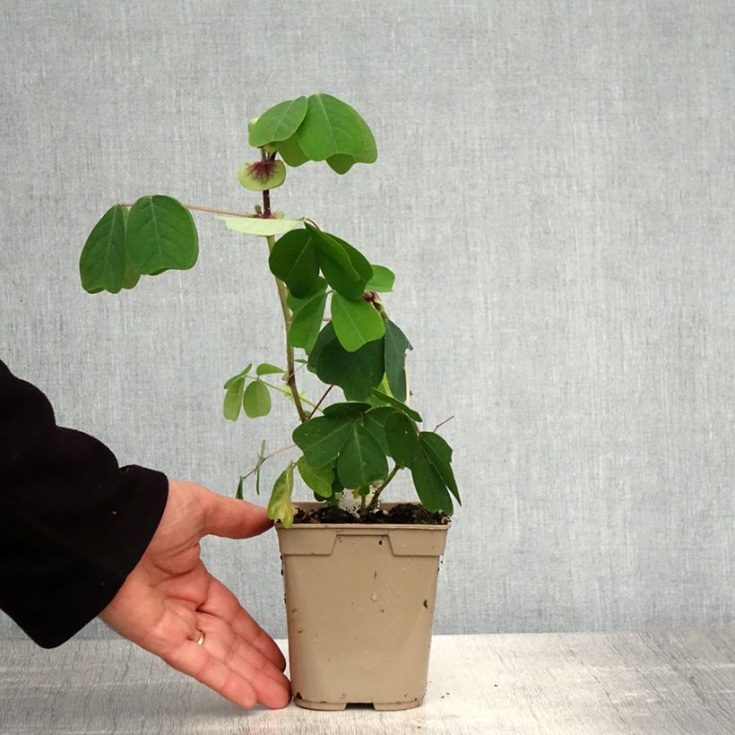 Spécimen de Amicia zygomeris - Amicie à fleurs jaunes. Pot de 1L/1,5L tel que livré au printemps