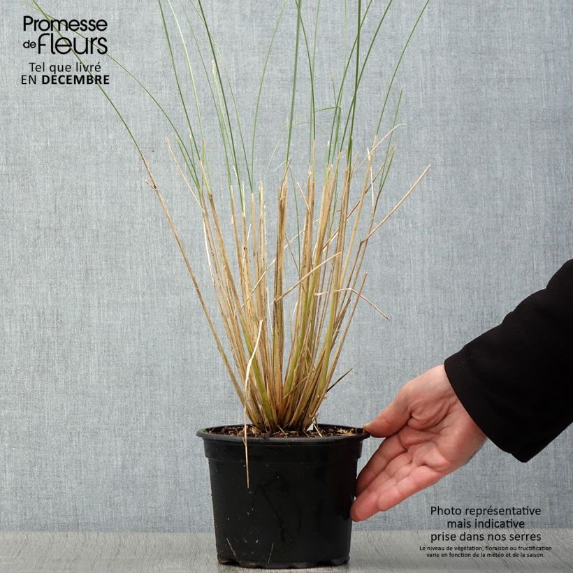 Spécimen de Ammophila arenaria - Oyat - Roseau des sables Pot de 2L/3L tel que livré en automne