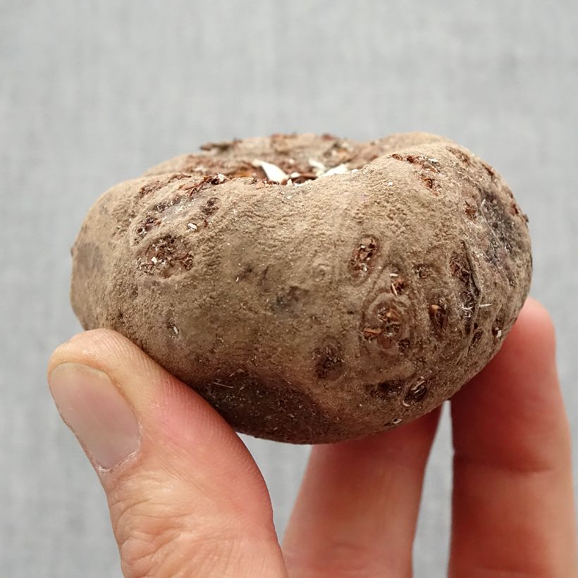 Spécimen de Amorphophallus bulbifer Bulbe calibre 18+ tel que livré au printemps