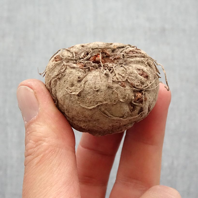 Example of Amorphophallus napalensis Bulbe calibre 16+ as you get in printemps