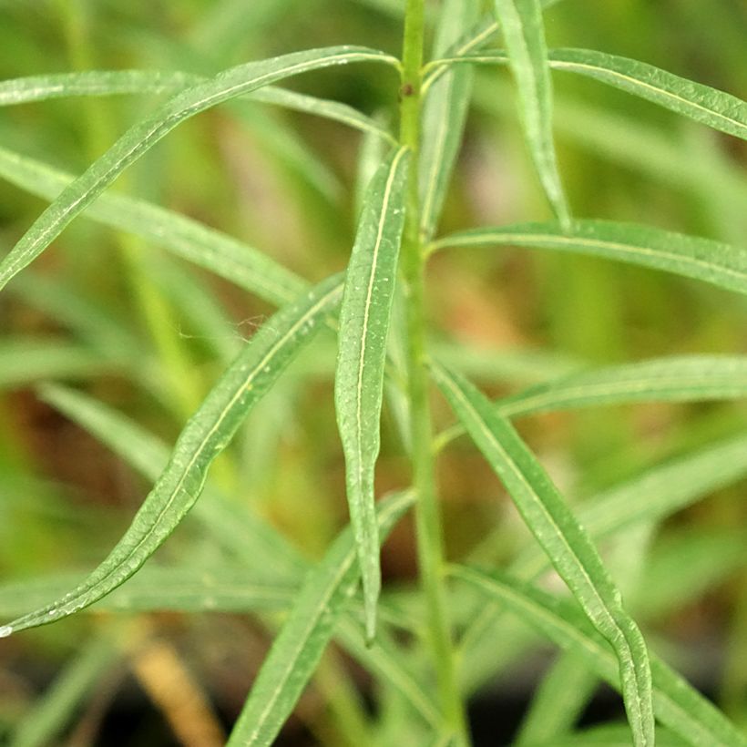 Amsonia Ernst Pagels (Foliage)