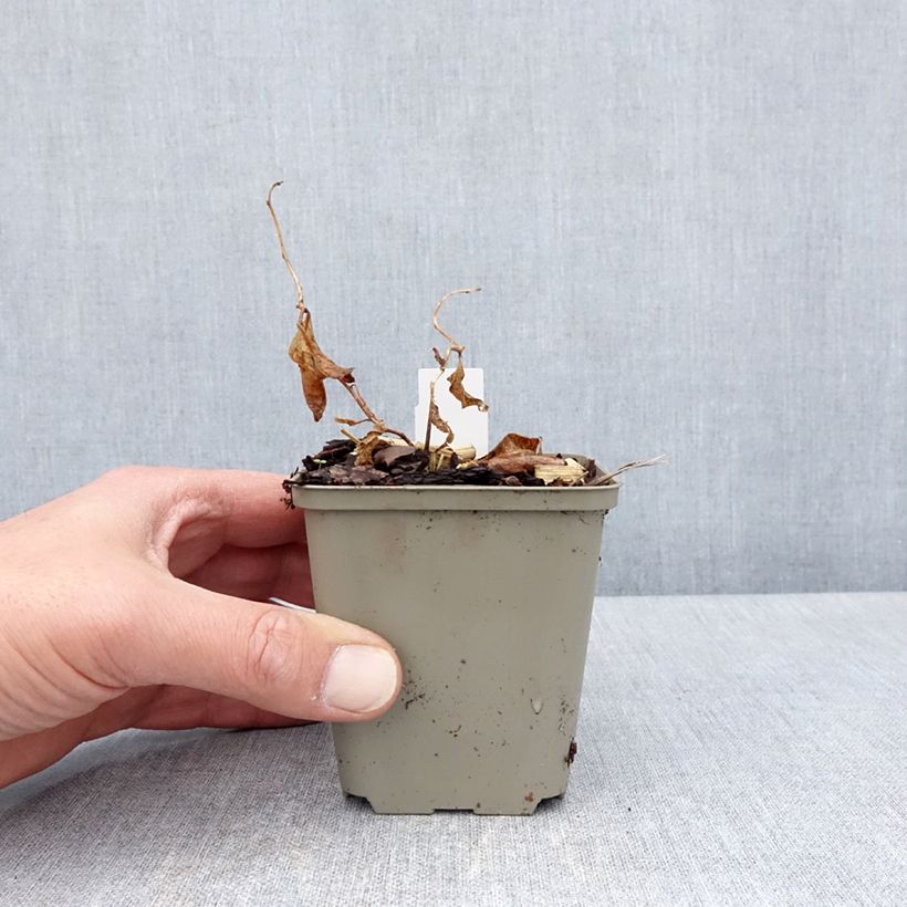 Example of Amsonia tabernaemontana Storm Cloud Godet de 8/9 cm as you get in printemps