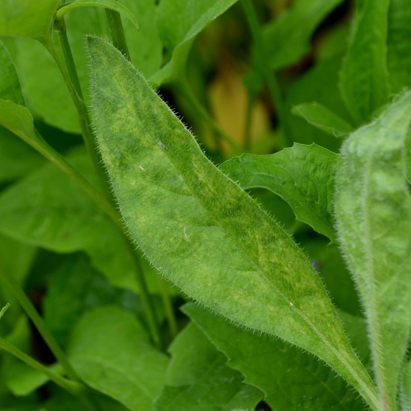 Anchusa azurea Loddon Royalist - Buglosse d'Italie (Foliage)