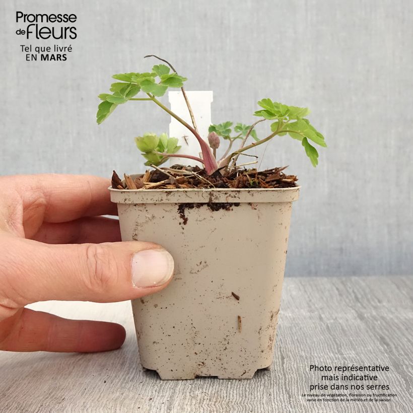 Example of Ancolie Clementine Blue - Aquilegia vulgaris Godet de 8/9 cm as you get in printemps