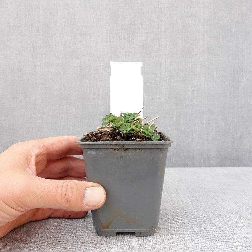 Example of Ancolie Winky White and White - Aquilegia vulgaris Godet de 8/9 cm as you get in printemps