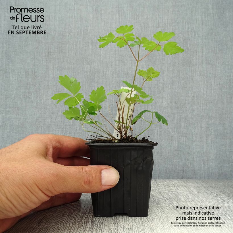 Spécimen de Ancolie du Canada - Aquilegia canadensis Godet de 8/9 cm tel que livré en automne