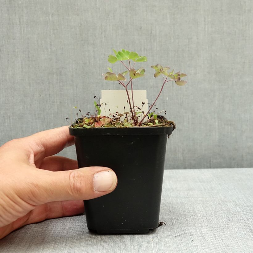 Spécimen de Ancolie vulgaris Ruby Port Godet de 8/9 cm tel que livré en été