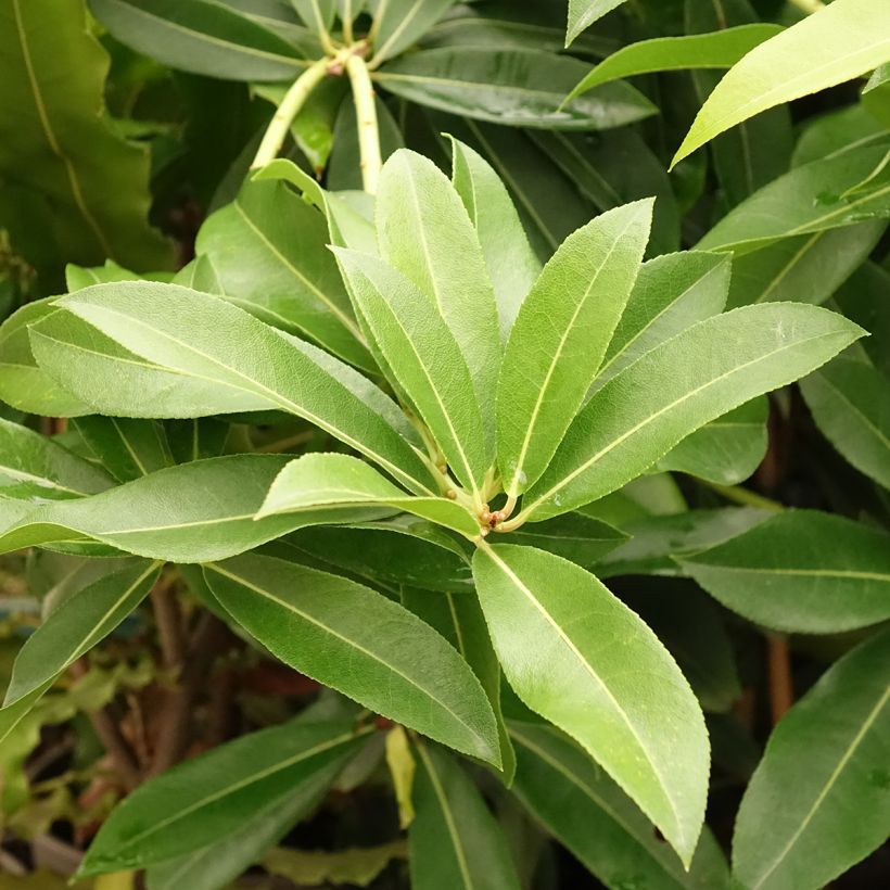 Andromède de Formose - Pieris formosa var. forrestii (Feuillage)