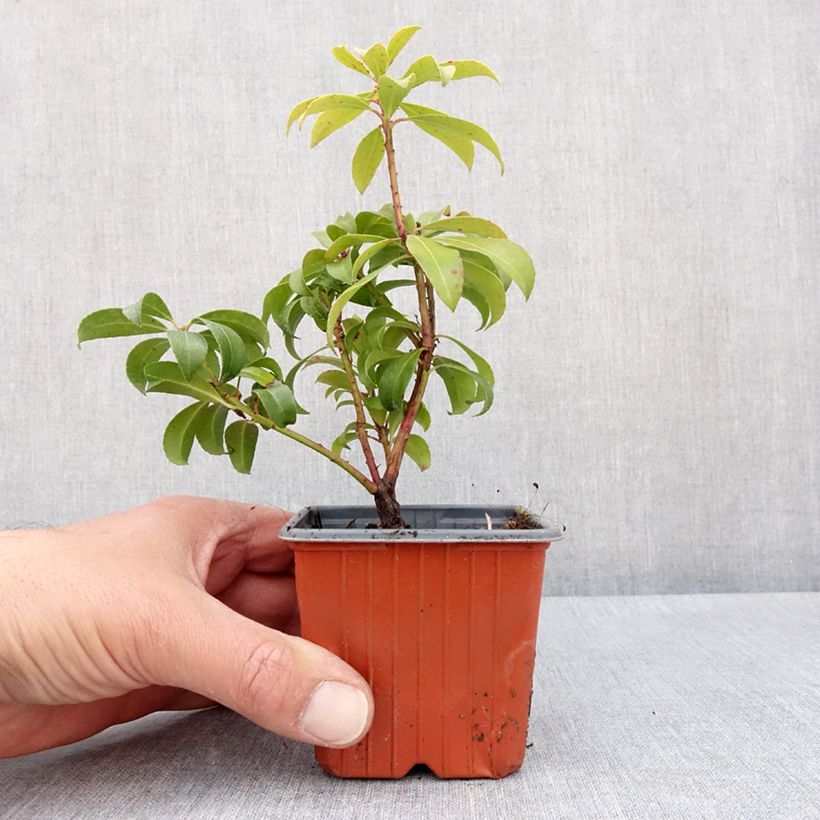 Example of Andromède du Japon - Pieris Bonfire Godet de 8/9 cm as you get in printemps