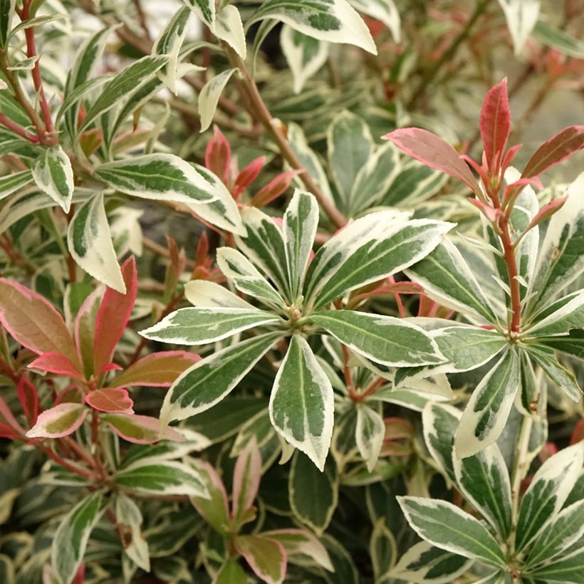 Andromède du Japon - Pieris japonica Little Frosty (Foliage)