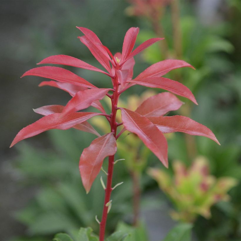 Andromède du Japon - Pieris Japonica Mountain Fire (Foliage)