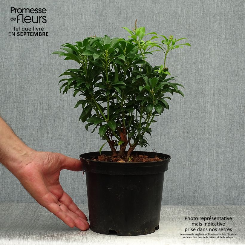 Spécimen de Andromède du Japon - Pieris japonica Passion Pot de 2L/3L tel que livré en automne