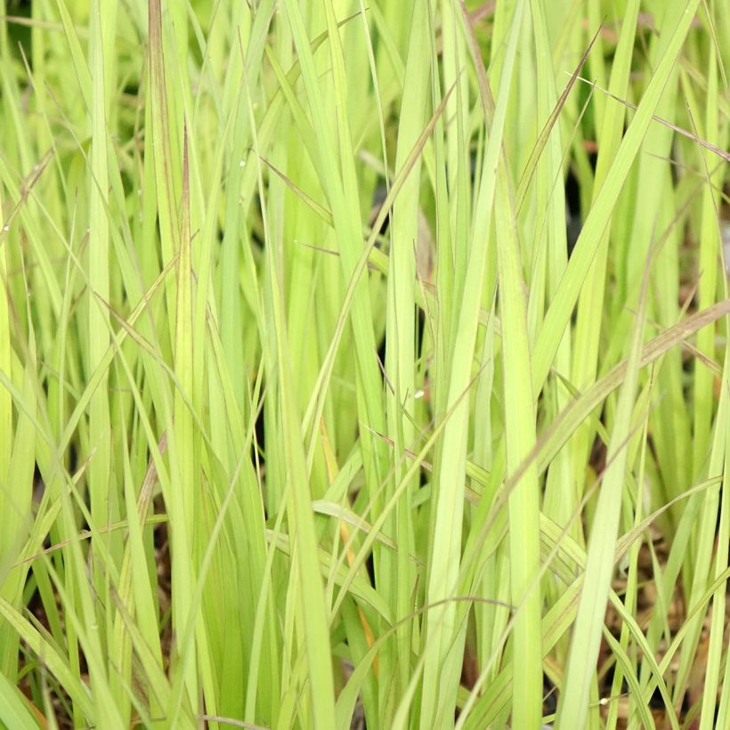 Andropogon gerardii Blackhawks (Foliage)