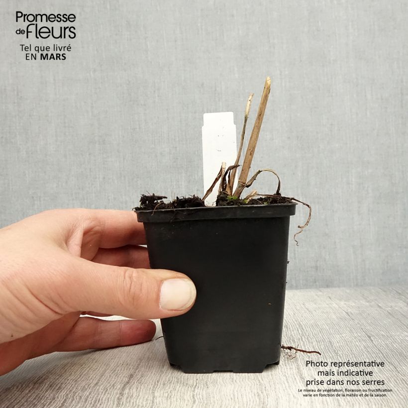 Spécimen de Andropogon gerardii Prairie Sommer Godet de 8/9 cm tel que livré au printemps