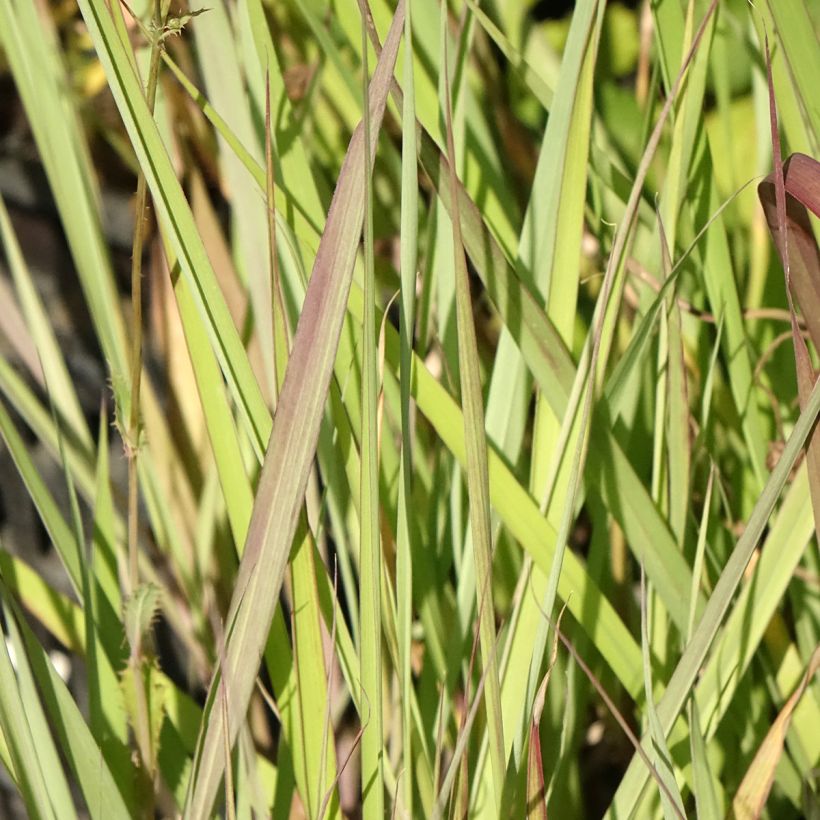 Andropogon gerardii Red October - Barbon de Gerard (Foliage)