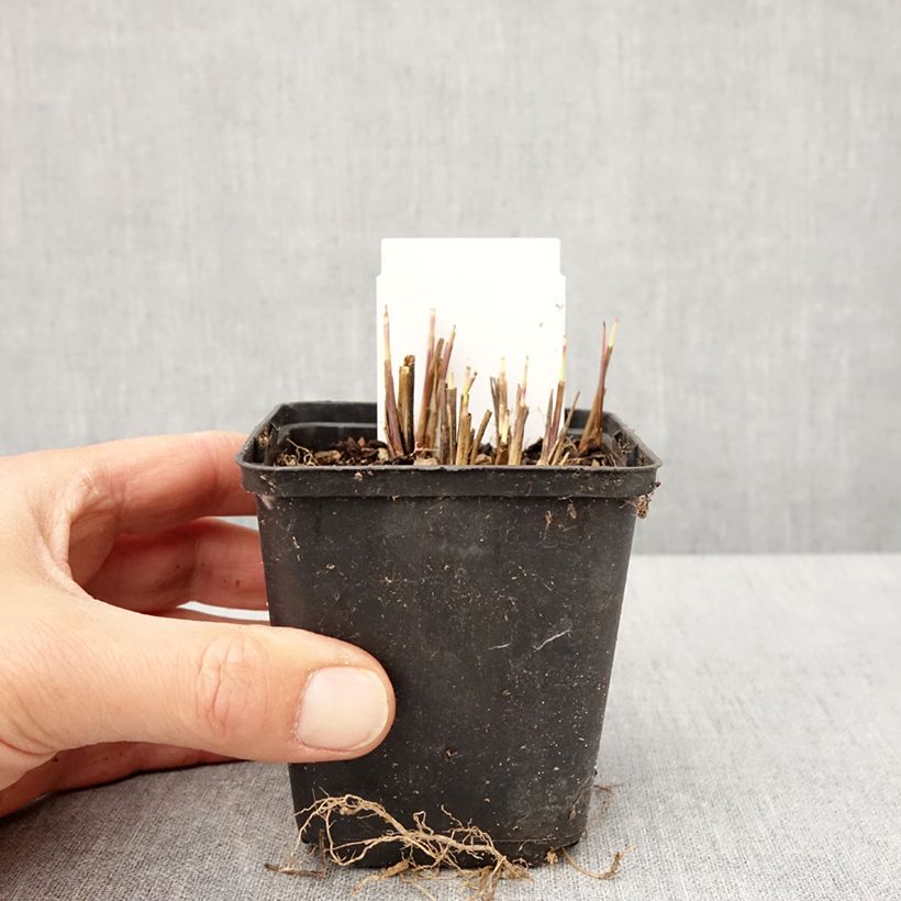 Example of Andropogon gerardii Red October - Barbon de Gerard Godet de 8/9 cm as you get in printemps