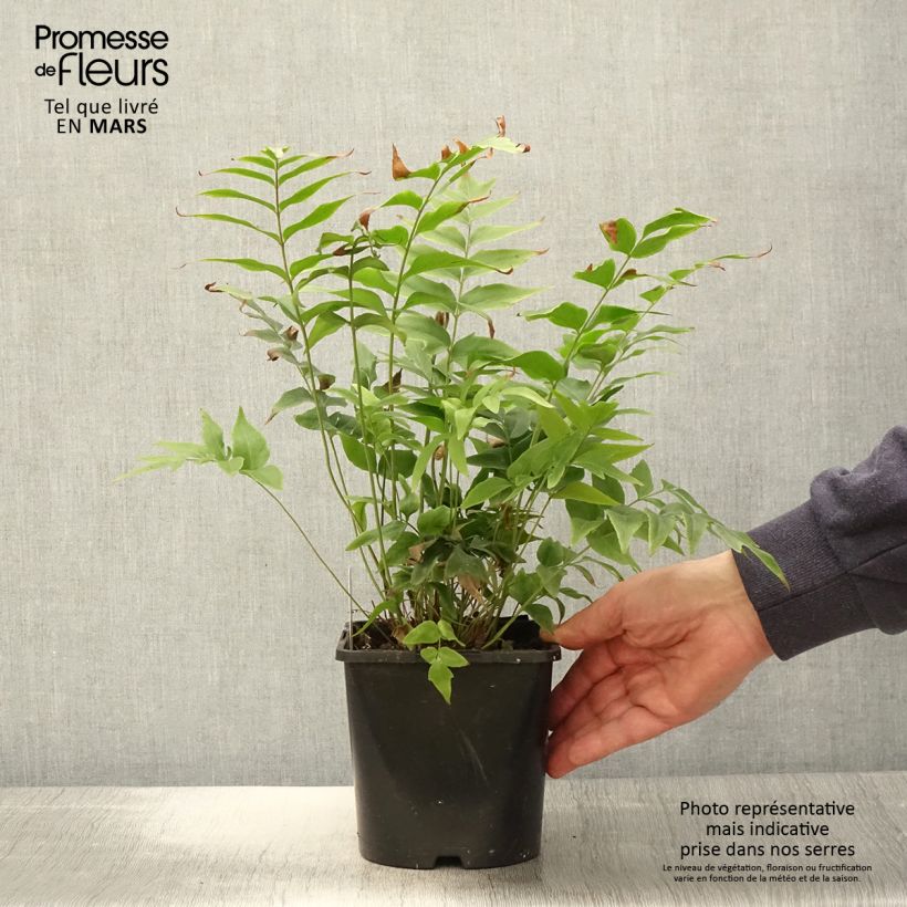 Example of Anemia mexicana - Fougère à fleurs mexicaine Pot de 2L/3L as you get in printemps