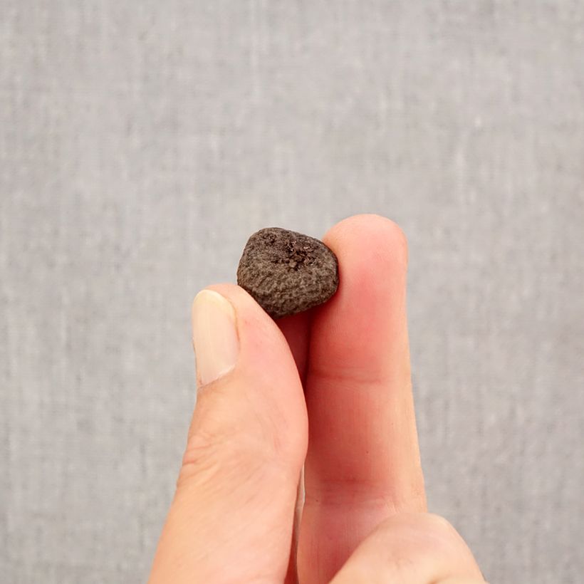 Spécimen de Anemone blanda Blue Shades Bulbe calibre 5+ tel que livré en automne