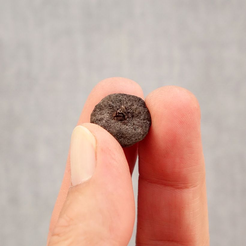 Spécimen de Anemone blanda White Splendour Bulbe calibre 5 tel que livré en automne