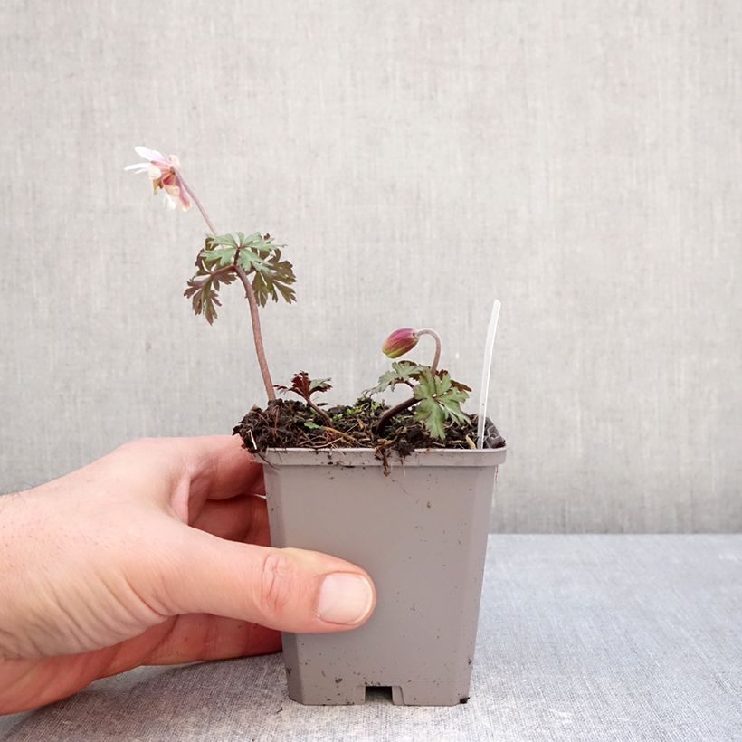 Spécimen de Anemone blanda White Splendour Godet de 8/9 cm calibre 5+ tel que livré en hiver