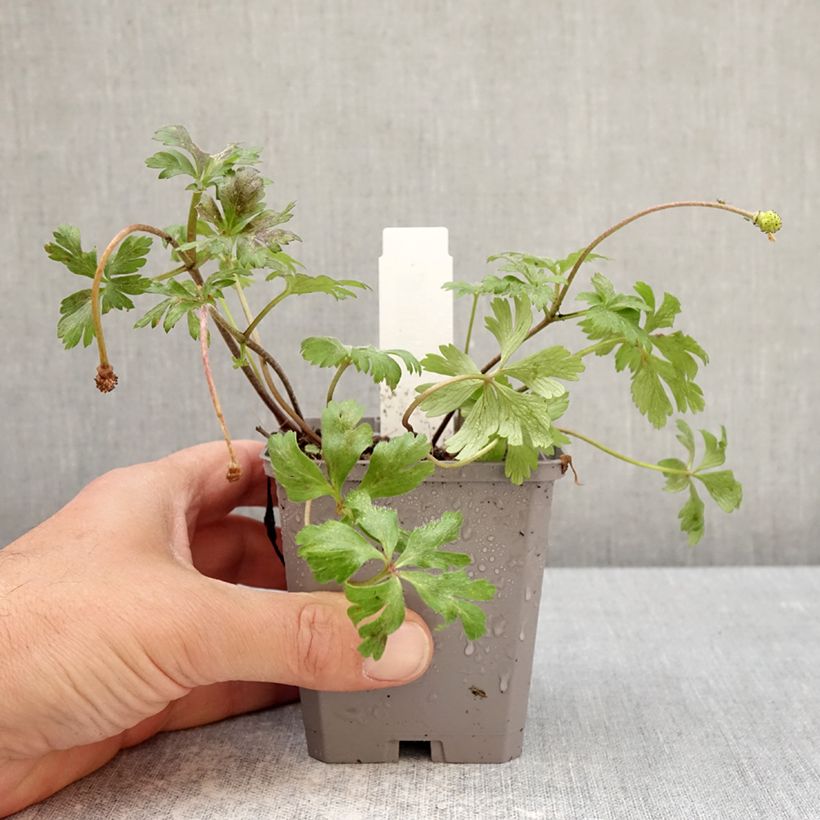 Spécimen de Anemone blanda White Splendour Godet de 8/9 cm calibre 5+ tel que livré au printemps