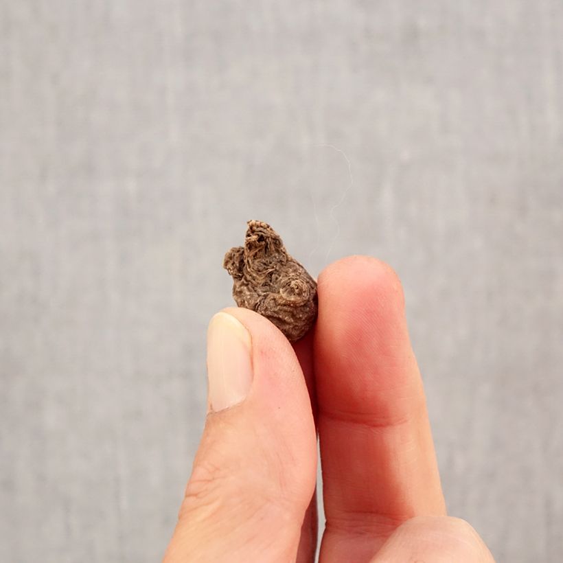 Spécimen de Anemone coronaria Mr Fokker - Anémone de Caen Bulbe calibre 5 tel que livré en automne