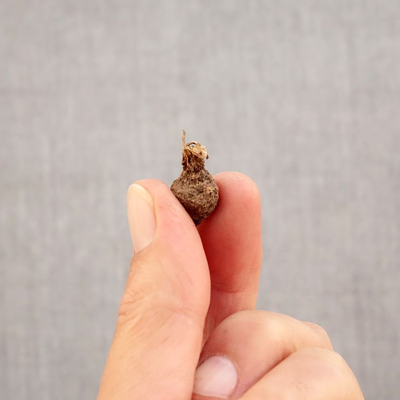 Example of Anemone coronaria The Bride - Anémone de Caen Bulbe calibre 5 as you get in automne