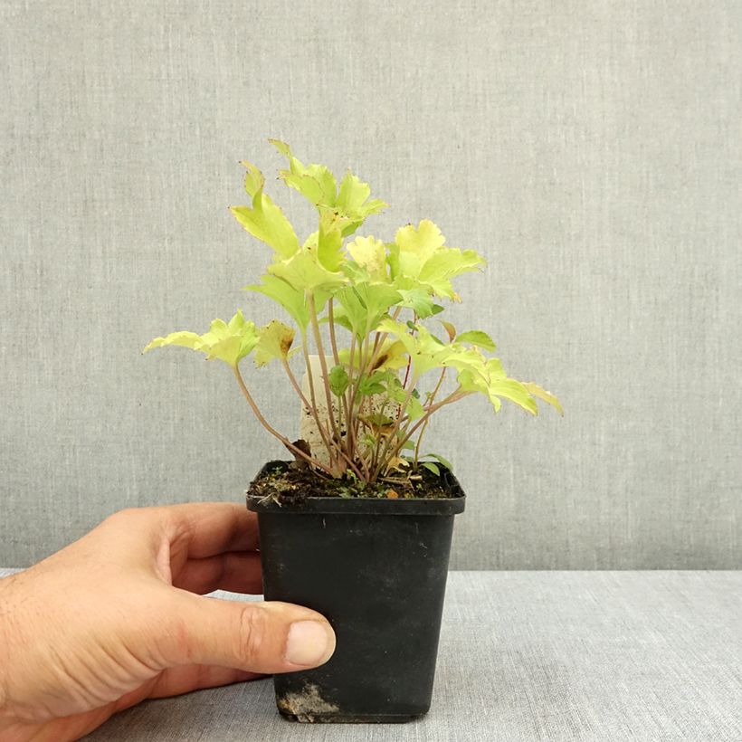 Spécimen de Anemone du Japon Fall in Love Sweetly Godet de 8/9 cm tel que livré en été