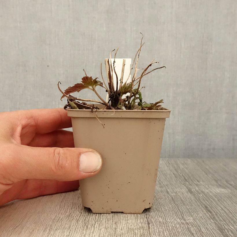 Spécimen de Anemone du Japon Fall in Love Sweetly Godet de 8/9 cm tel que livré au printemps