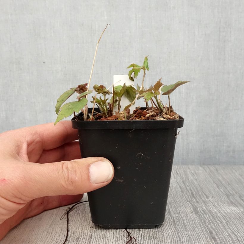 Spécimen de Anémone du Japon Fantasy Ariel Godet de 8/9 cm tel que livré au printemps