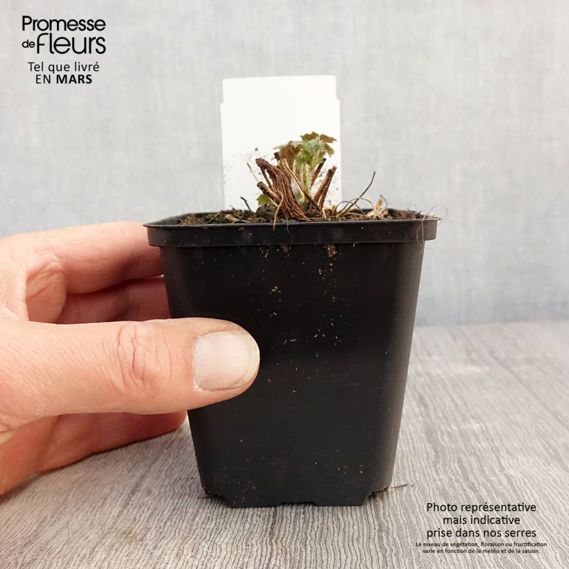 Spécimen de Anémone du Japon hybride Frilly Knickers Godet de 8/9 cm tel que livré au printemps