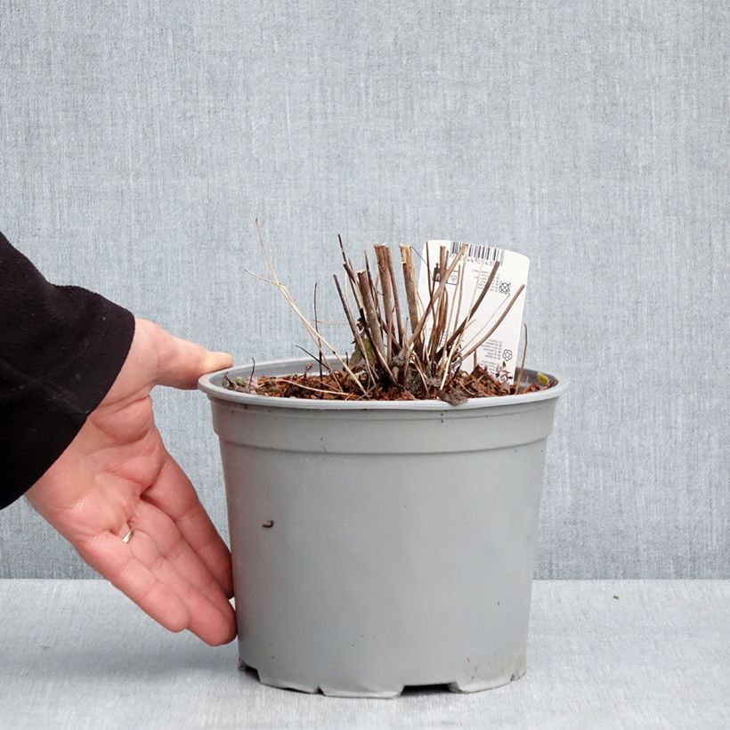 Example of Anémone du Japon Pamina - Anemone hupehensis var. japonica Pot de 3L/4L as you get in printemps