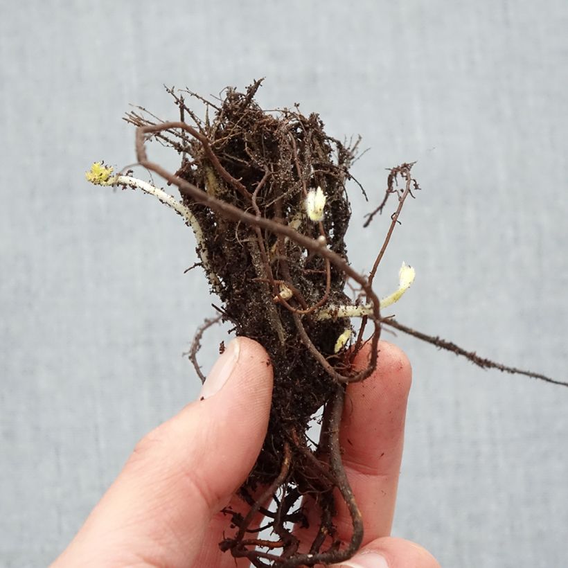 Example of Anémone du Japon Pamina - Anemone hupehensis var. japonica Racines nues, Qualité Extra équivalant à un pot de 2L as you get in hiver