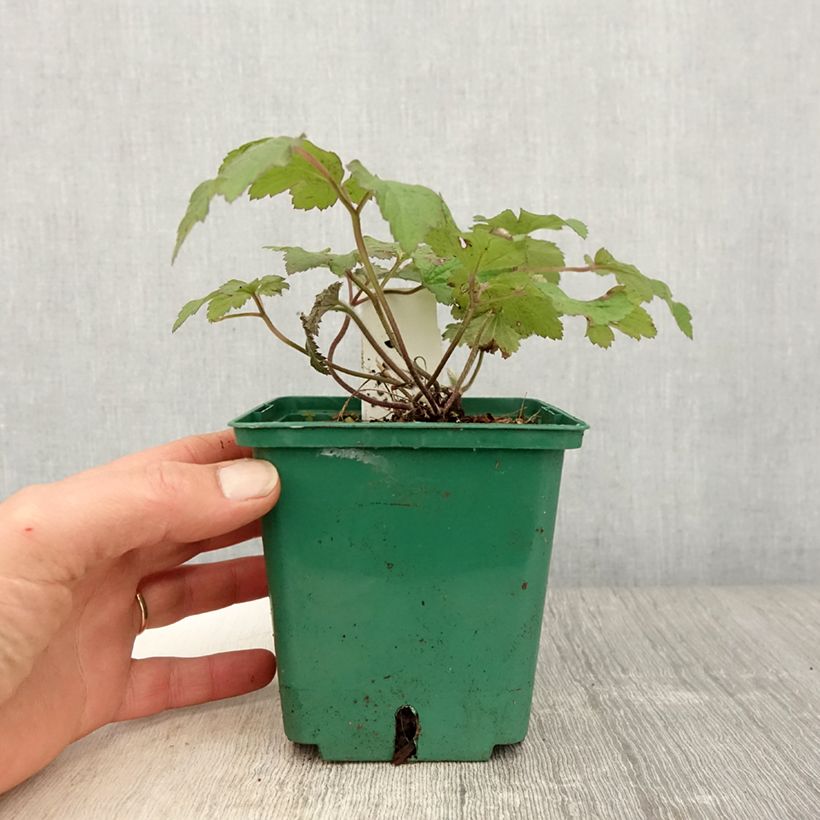 Example of Anémone du Japon Robustissima - Anemone tomentosa Pot de 1,5L/2L as you get in printemps