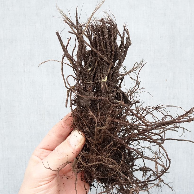 Spécimen de Anemone hupehensis Praecox Racines nues, Qualité Extra équivalant à un pot de 2L tel que livré en hiver