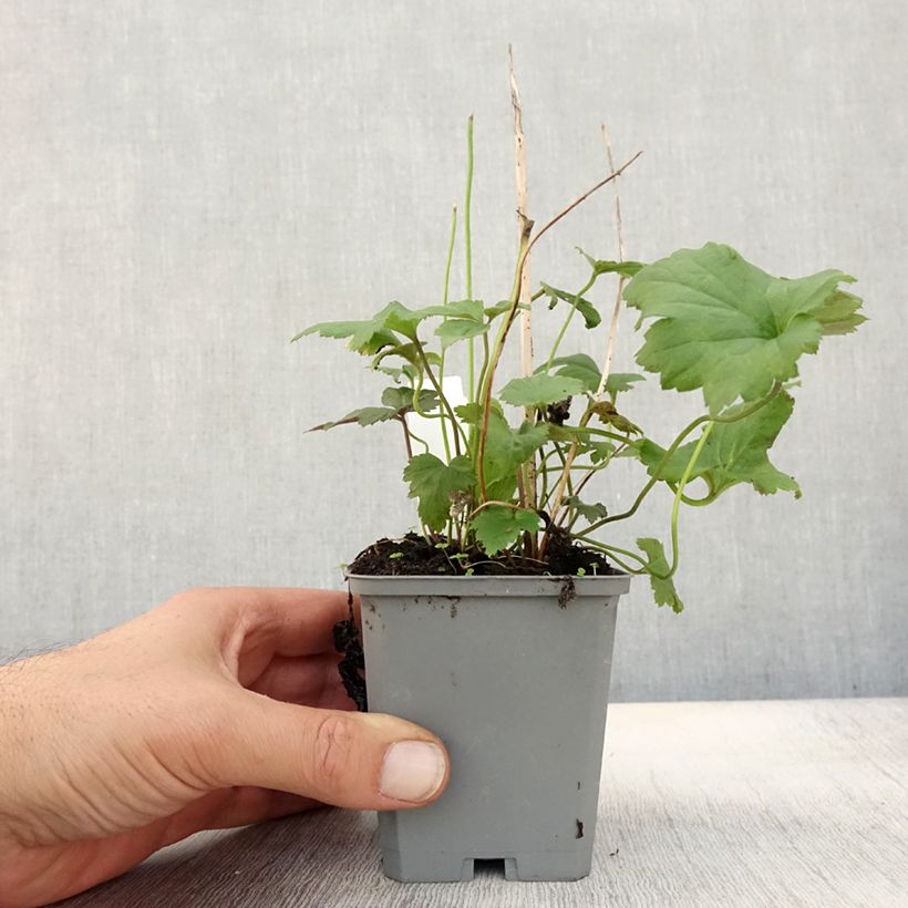 Spécimen de Anémone japonaise September Charm - Anemone hupehensis Godet de 8/9 cm tel que livré en automne