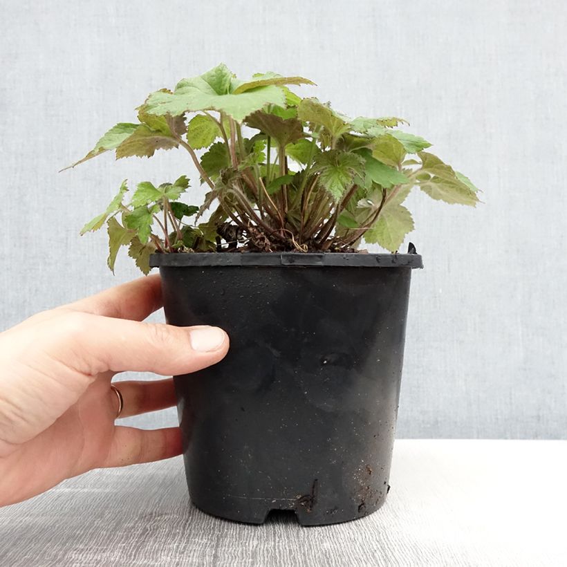 Example of Anémone japonaise tomentosa Serenade Pot de 2L/3L as you get in printemps