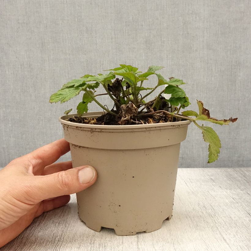 Spécimen de Anémone japonaise Whirlwind Pot de 1,5L/2L tel que livré au printemps