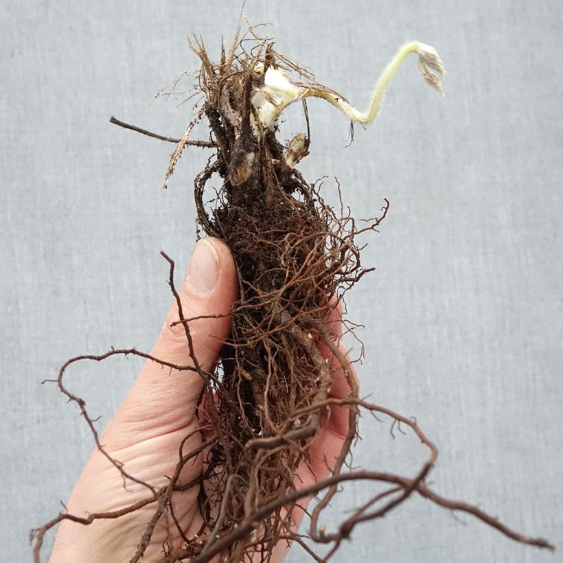 Spécimen de Anémone japonaise Whirlwind Racines nues, Qualité Extra équivalant à un pot de 2L tel que livré en hiver